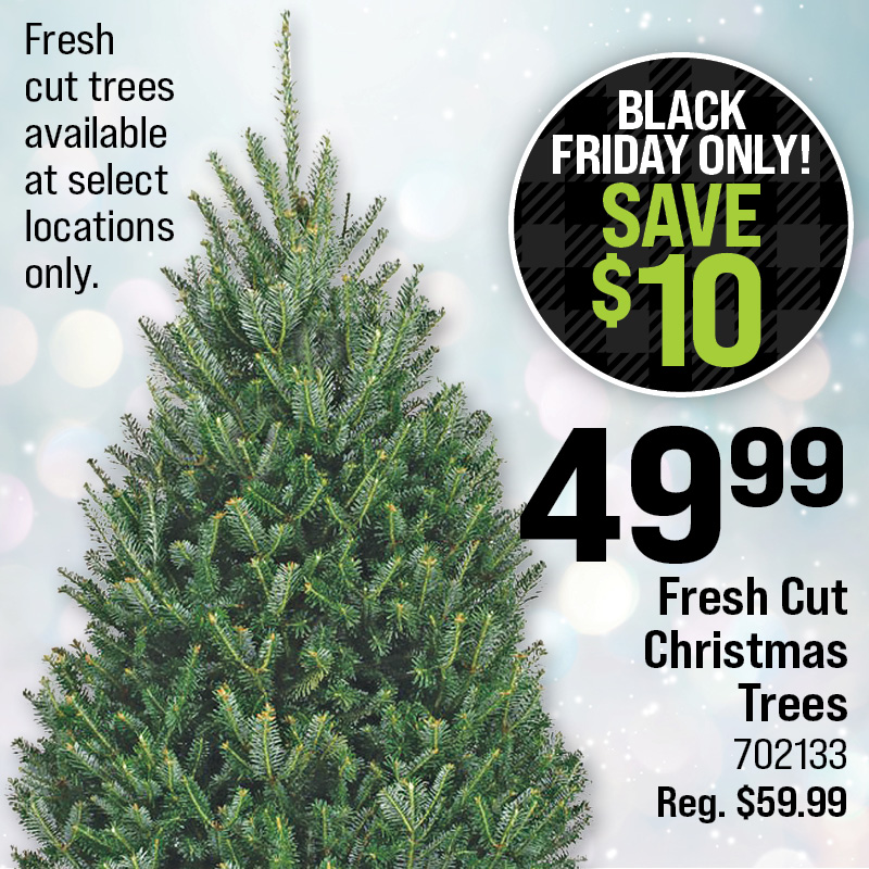 Fresh Cut Christmas Trees