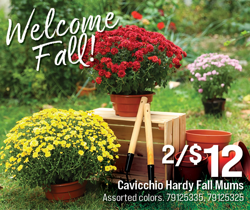 Cavicchio Hardy Fall Mums