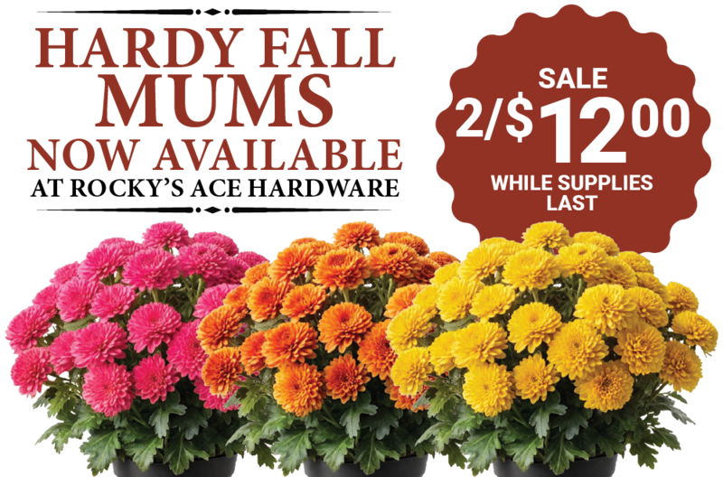 HARDY FALL MUMS Now Available